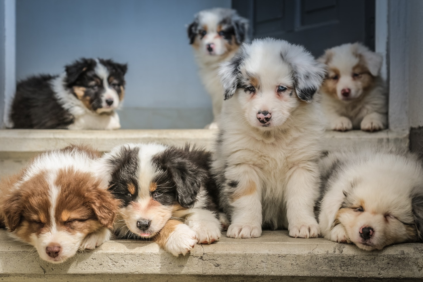 Så skapar hundbilder en berättelse