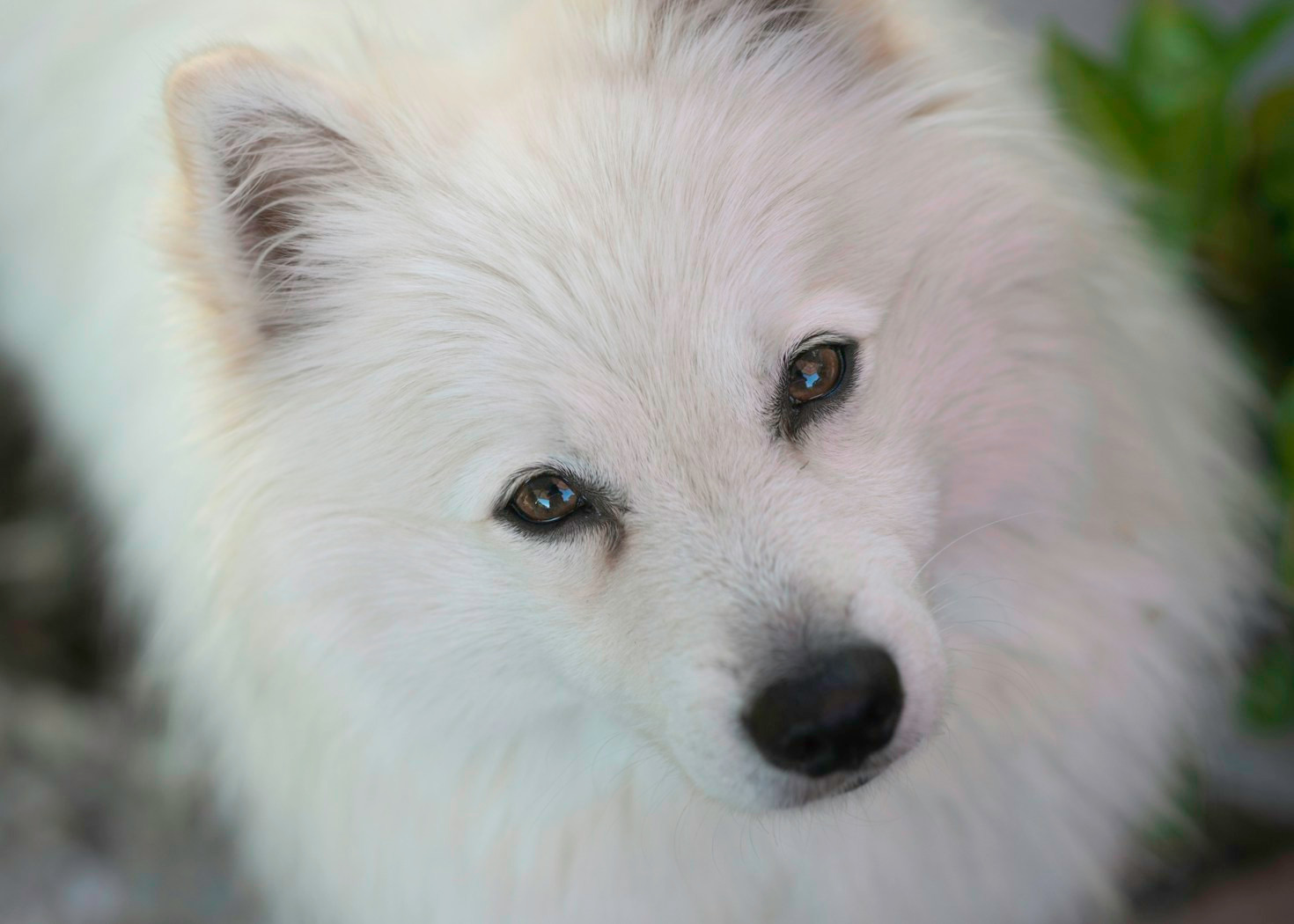 Hundfotografens bästa tips för djurfotografi